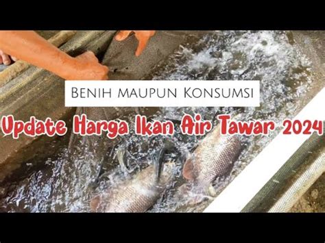 Update Harga Ikan Air Tawar 2024 Terbaru Di Pasar Ikan Terbesar Baik