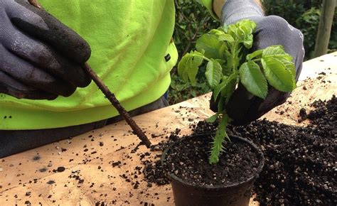 Riprodurre Le Piante In Casa Dalla A Alla Z Greenstyle