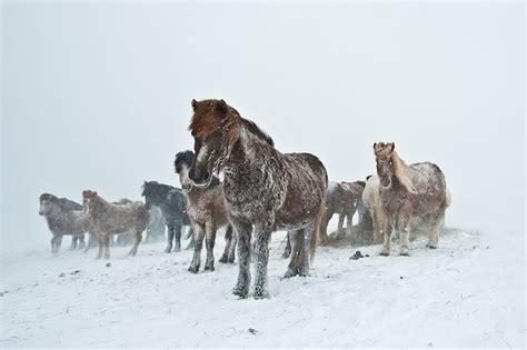 Icelandic Horse In A Snowstorm Icelandic Horse In A Snowst Flickr