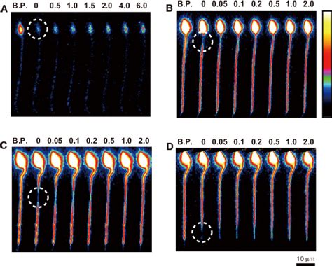 Example Images Of Frap Experiments In Spermatozoa Loaded With