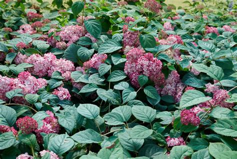 Schneeball Hortensie Ruby Annabelle Hydrangea Arborescens Ruby