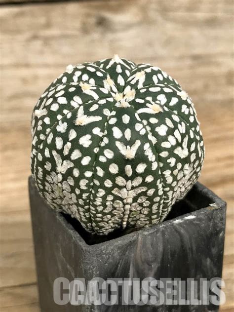 Sh Astrophytum Asterias Cv Superkabuto V Type Cactus Online