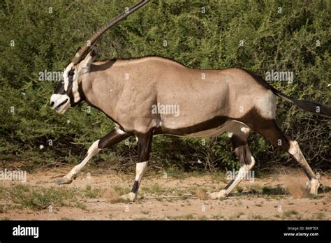 South Africa Kgalagadi Transfrontier Park Gemsbok Oryx Gazella Running