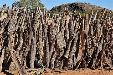 Fence Of An Ovahimba Kraal Cultural Kraal Culture Photo Background And ...