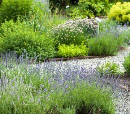 Pourquoi Les Hortensias Ne Fleurissent Pas Causes Solutions