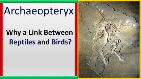 Archaeopteryx Link Between Reptiles And Birds Why Youtube