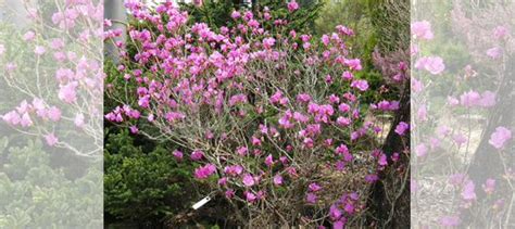 Рододендрон даурский купить в Москве | Товары для дома и дачи | Авито