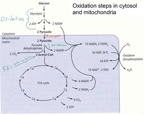 Lecture Tca Cycle And Oxidative Phosphorylation Flashcards Quizlet