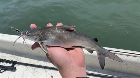 Types Of Catfish And How To Identify Them Wired2Fish