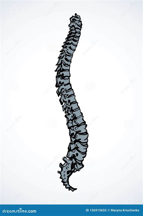 Compartir Más De 61 Dibujos Columna Vertebral Vn