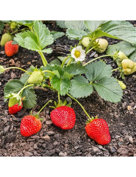 Plantas de fresas variedad Selva a raíz desnuda