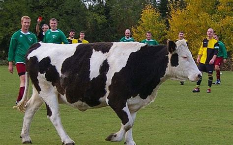 Five Funniest Animal Pitch Invaders Of All Time