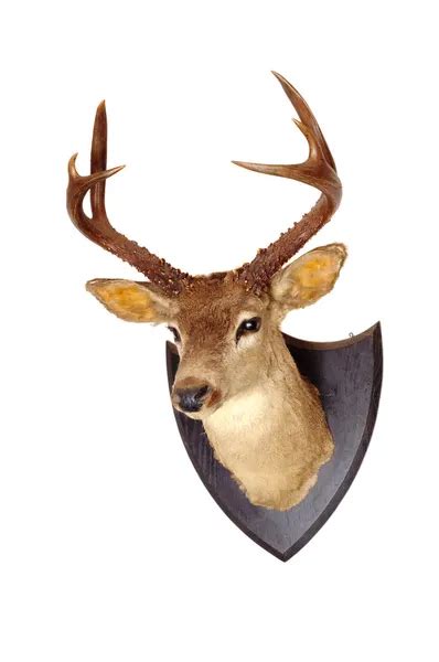 Trophy whitetail deer mount Stock Photos, Royalty Free Trophy whitetail ...