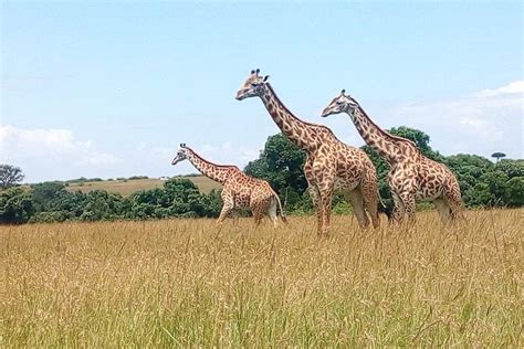 Tripadvisor Safari Guidato Privato Di Giorni Nel Lake Nakuru Park