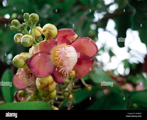 sala flora  shorea robusta flower  cannonball tree   sal tree