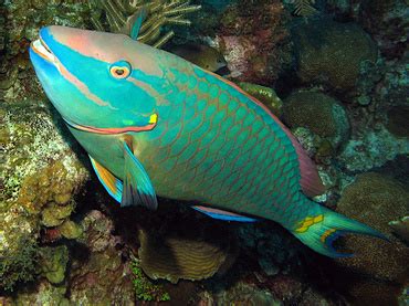 Stoplight Parrotfish - Sparisoma viride - Parrotfishes - - Caribbean Reefs