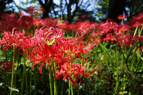 野川公園 彼岸花（曼珠沙華）の名所！満開の大群生 今日という日を忘れずに