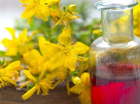 5 Healing Uses Of St John S Wort Oil