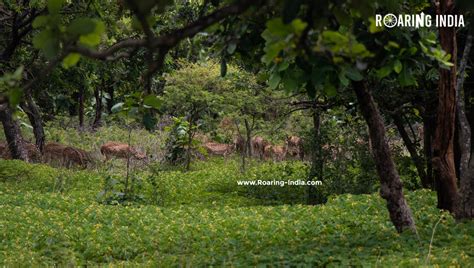 Sagareshwar Wildlife Sanctuary, Sangli, Maharashtra - Roaring India Tourism