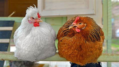 How An Ancient Pope Helped Make Chickens Fat Science Aaas