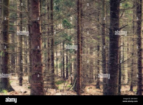 Forest in fall colors Stock Photo - Alamy