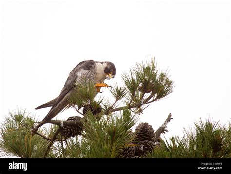 Peregrine Falcon Showing Long Sharp Talons Hi Res Stock Photography And