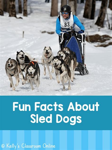 Fun Facts About Sled Dogs Dog Sledding Dogs Fun Facts