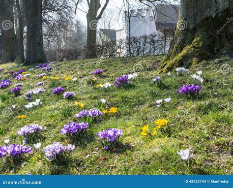 Spring in Bavaria stock photo. Image of brook, purple - 43232744