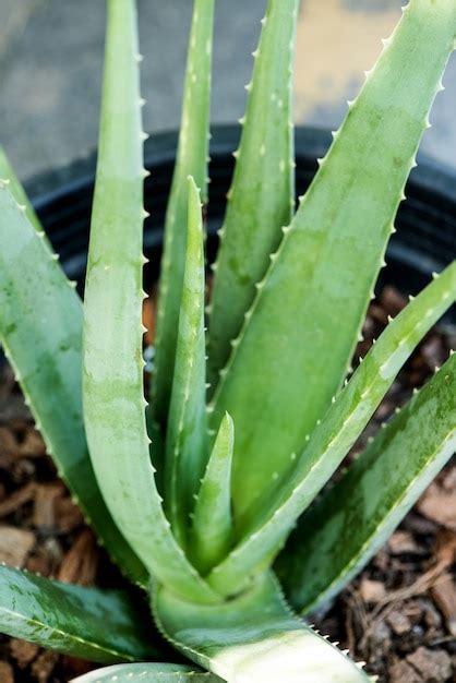 Hojas De Aloe Vera Verde Sobre Fondo De Naturaleza Foto Premium