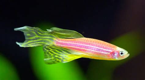 7 Jenis Ikan Berukuran Kecil Untuk Nano Tank Nakama Aquatics