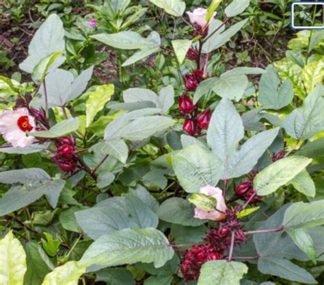 100 Roselle Seeds Hibiscus Sabdariffa Rosella Red Jamaican Sorrel