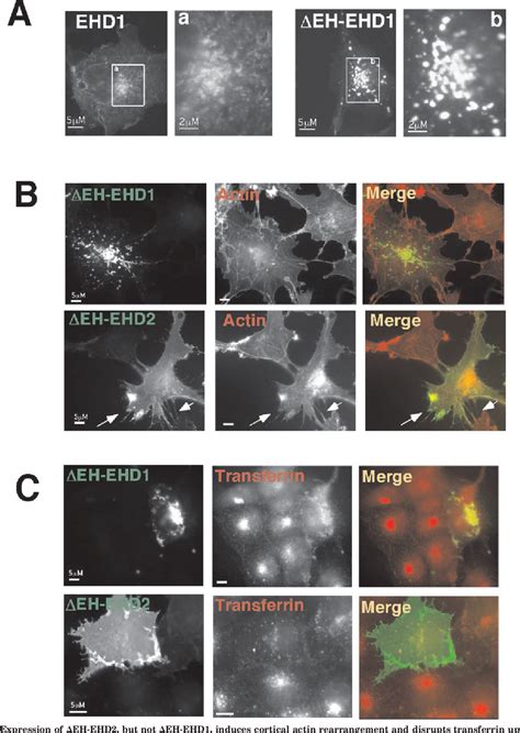 Figure From Role Of Ehd And Ehbp In Perinuclear Sorting And Insulin