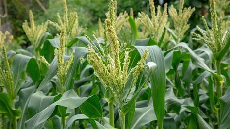 How To Grow Sweet Corn A Guide To Planting Corn On The Cob Gardeningetc