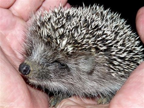 Замітки ежик