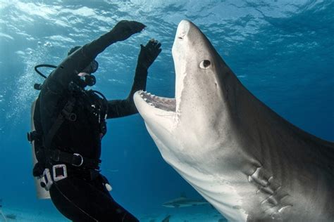 Are Tiger Sharks Dangerous? - American Oceans