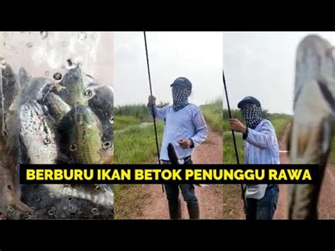 Komunitas Pemancing Berburu Ikan Betok Penunggu Rawa Di Sungai Rengit