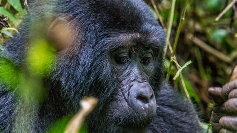 Rushaga Sector Hike Distance Gorilla Trekking Uganda