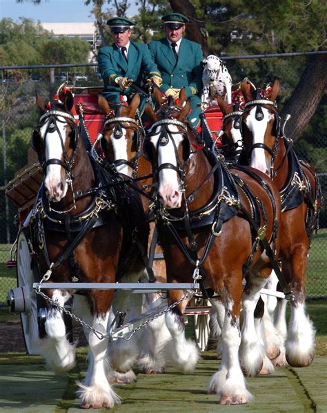 Budweiser's Baby Clydesdale Horses Are Hosting a Super Bowl Party