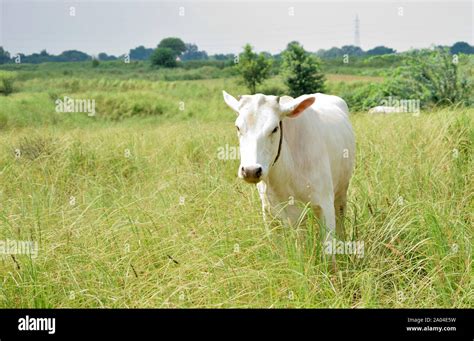 White India Cow Grazing In Field Stock Photo Alamy