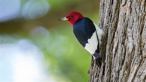 Species Spotlight: Red-Headed Woodpecker