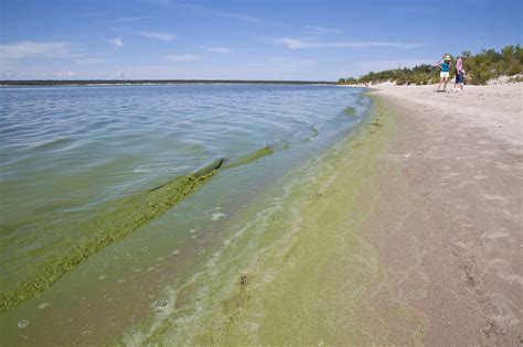 Blue-green algae blooms pop up in lakes around Alberta | CFWE FM