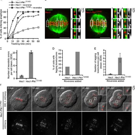 Persistent Plk1 activity at kinetochores suppresses microtubule ... 