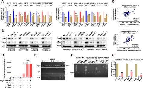 Lnc CTSLP8 And PKM2 Formed Transcription Complexes And Regulated The