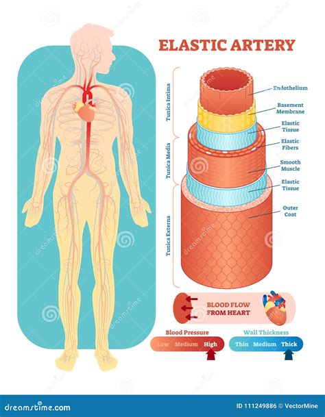 Sezione Trasversale Anatomica Dell Illustrazione Di Vettore Dell