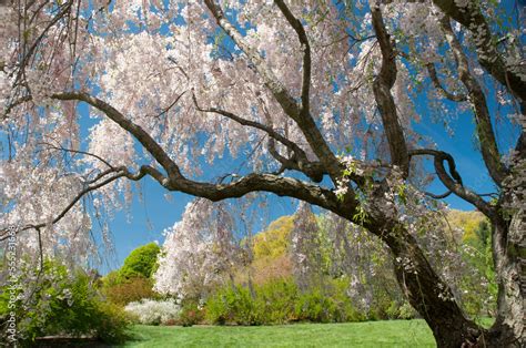 A Scenic Spring Landscape With A Weeping Higan Cherry Tree Prunus