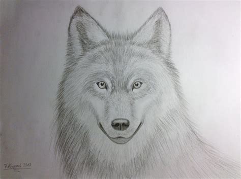 Realistic Wolf Drawings In Pencil