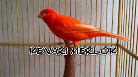 Burung Kenari Merah Lokal - Kenari Sakinah