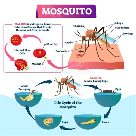 Mosquito Vector Illustration Labeled Insects Species With Malaria