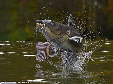 Los judíos de la antigüedad a menudo comían pescado no kosher hace