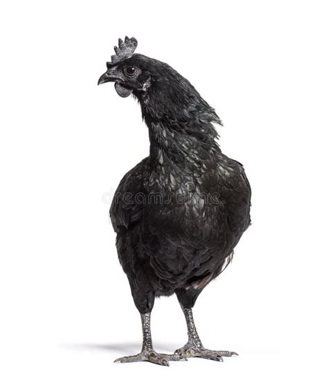 Ayam Cemani Hen De Pie Delante Aislado En Blanco Foto de archivo ...